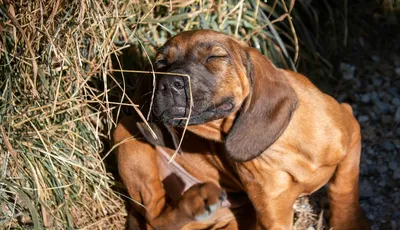 Купить Капли для собак АТАКСА от иксодовых клещей, блох, вшей, власоедов  (свыше 25кг) 4,0мл в Бетховен