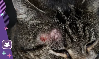 Власоеды у кошек: фото, лечение — от ветеринара