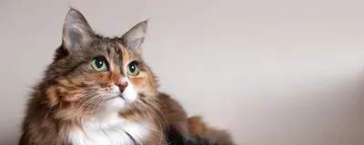 Власоеды у кошек — признаки, способы профилактики и лечения