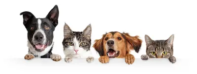 Власоеды у собак и кошек: симптомы, лечение, профилактика | Блог  зоомагазина Zootovary.com