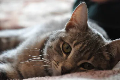 Клещевые поражения кошек (памятка для владельцев) | Ветеринарная клиника  доктора Шубина