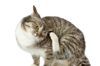 Власоеды, или пухоеды у кошек: характерные симптомы, пути заражения,  опасность для человека, лечение различными средствами и профилактика
