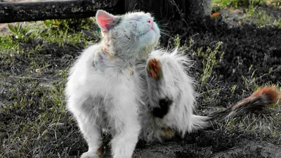 Подкожный клещ у кошек — иное его название “демодекоз” — практически ничем  не отличается от человеческого заболевания. Это заболевание… | Instagram