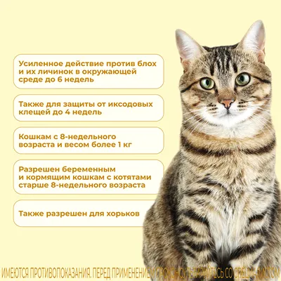 Подкожный клещ у кошек: симптомы, лечение, профилактика демодекоза у котов  – VETDOCS