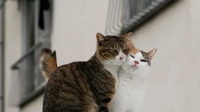 Влюблённый кот с букетом» — создано в Шедевруме