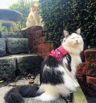 Сумка «Влюбленный кот с пером» цвет белый - дизайнер принта Meakm