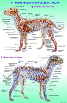 Анатомия собаки внутренние органы (66 фото) - картинки sobakovod.club