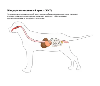 Атлас анатомии с описаниями, собака (иллюстрации) : нормальная анатомия |  vet-Anatomy