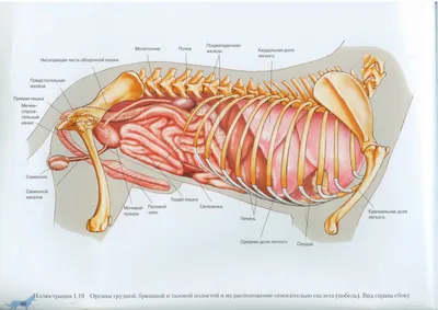 Внутренние органы собаки. Вид справа | Dog Internal Organs, Anatomy. Right  | Dog anatomy, Cat anatomy, Anatomy organs