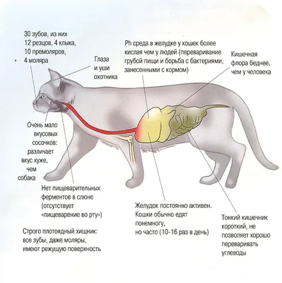 Анатомия внутренних органов собаки | ВКонтакте