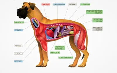 Плакаты Анатомия собак (id 4137659), купить в Казахстане, цена на Satu.kz