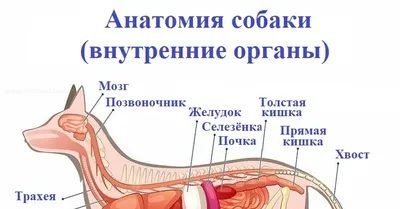 Анатомия собаки: внутренние органы