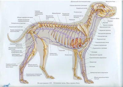 Анатомия собаки - строение скелета, внутренние органы, фото с описаниями |  PetGuru