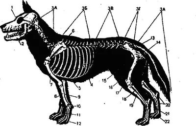Иллюстрация 10 из 15 для Атлас анатомии мелких домашних животных -  Маккракен, Кайнер | Лабиринт - книги. Источник: