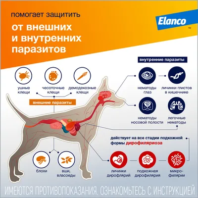 Собака - Живот - Таз (КТ): нормальная анатомия | vet-Anatomy
