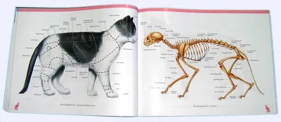 Анатомические особенности строения скелета, черепа, мышц и органов у собак