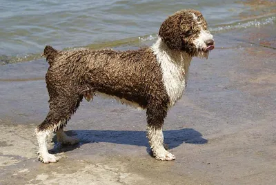 Португальская Водяная собака