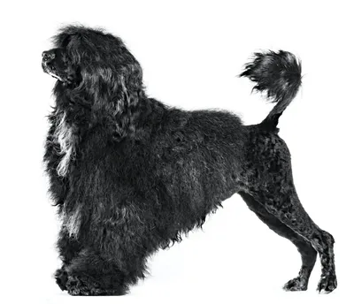 Порода собак Португальская водяная собака или Као Де Аква - внешний вид,  характер, уход | Собакевичи | Дзен