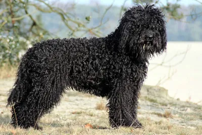 Португальская водяная собака: фото, характер, описание породы