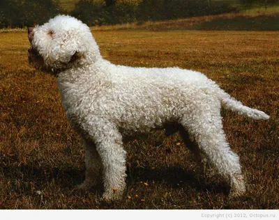 Собака Барбет - описание породы, фото, характер и цена щенков барбета |  Pet-Yes