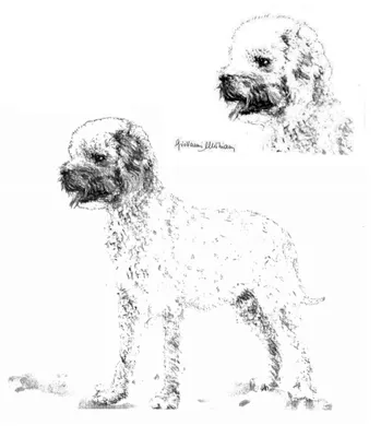 Средние породы собак: ТОП-80 пород собак среднего размера
