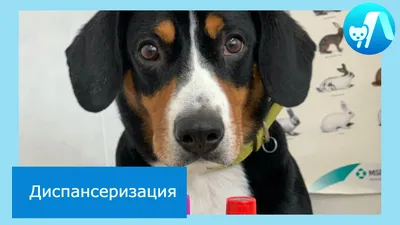 Парвовирусный энтерит у собаки - лечение, симптомы в Москве. Ветеринарная  клиника \"Зоостатус\"