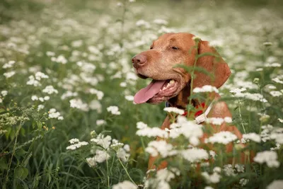 Гидроцефалия у собак - симптомы, причины, лечение | Лапа помощи | Дзен