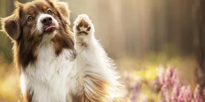 Асцит у собаки: причины, симптомы, прогнозы и лечение | Hill's