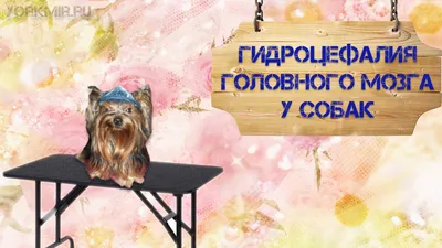 Асцит у собаки лечение (64 фото) - картинки sobakovod.club