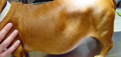 Асцит (водянка) у собаки, основные признаки и причины — Видео | ВКонтакте