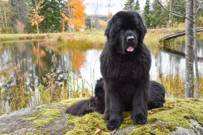 Ньюфаундленд: все о собаке, фото, описание породы, характер, цена