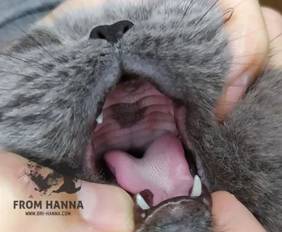 Владимирский челюстно-лицевой хирург прооперировал котенка с волчьей пастью
