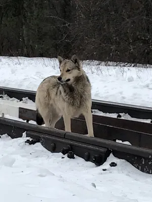 Волчья пасть у собак фото фотографии