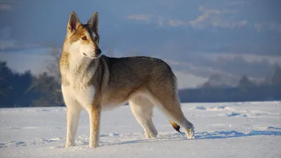Волчья собака Сарлоса: фото, характер, описание породы