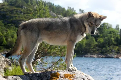 Волчья собака Сарлоса - фото, описание породы, характера