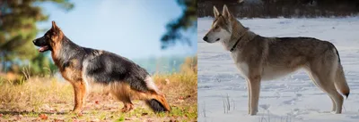 Волчья собака Сарлоса: Немецкая овчарка + волк. Результат такого  скрещивания оказался совсем неожиданный! | Книга животных | Дзен