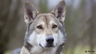 Волчья собака Сарлоса - описание породы, фото и как выглядит | Щенки  волчьей собаки Сарлоса | Pet-Yes