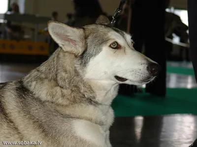 SOBAKI.PRO | Породы собак | Саарлооская волчья собака | Фото 6442