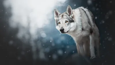 Скачать обои снег, волчья собака, лес, зима, фон разрешение 1920x1080  #172373
