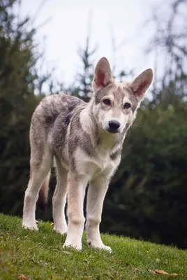 Собака Сарлоса: волчья порода | Собаки, Породы собак, Щенки