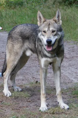 Волчья собака Сарлоса | это... Что такое Волчья собака Сарлоса?