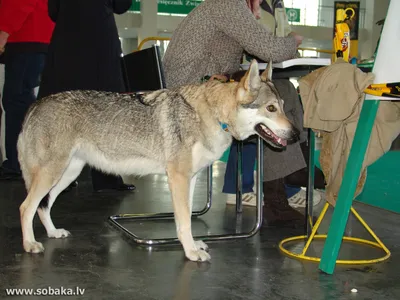 SOBAKA.LV | Породы собак | Саарлооская волчья собака | Фото 6446