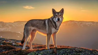 Обои на рабочий стол Волчья собака Сарлоса в горах на фоне заката, обои для  рабочего стола, скачать обои, обои бесплатно