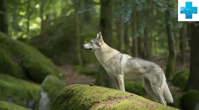 Порода волчья собака Сарлоса - Породы собак обзор на Gomeovet