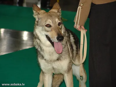 SOBAKI.PRO | Породы собак | Саарлооская волчья собака | Фото 6448