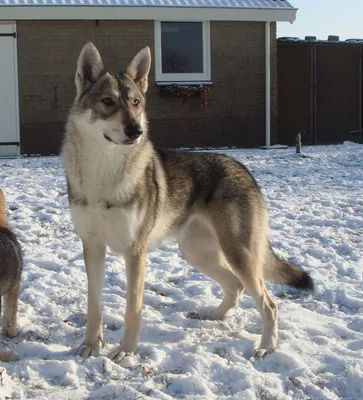 Волчья собака Сарлоса на снегу - фото и обои. Красивое изображение \"Волчья  собака Сарлоса на снегу\" на рабочий стол