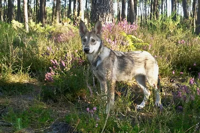 Волчья собака Сарлоса: достоинства и недостатки породы | Приключения  натуралиста | Дзен