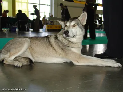 SOBAKA.LV | Породы собак | Саарлооская волчья собака | Фото 6441