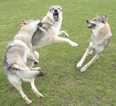 Волчья собака Сарлоса: достоинства и недостатки породы | Приключения  натуралиста | Дзен