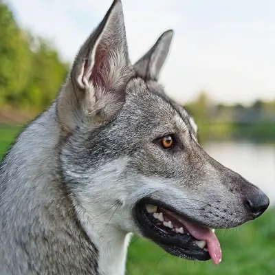 Волчья собака Сарлоса